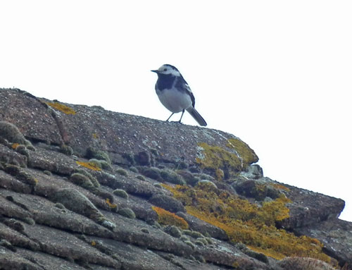 Pied Wagtail