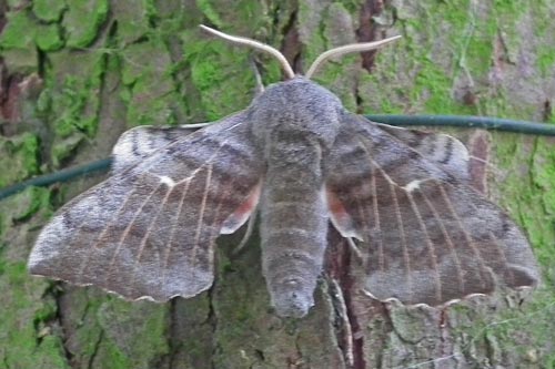 Poplar Hawkmoth