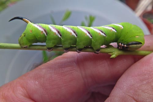 privet hawkmoth caterpillar