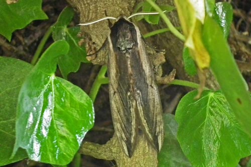 Privet Hawkmoth