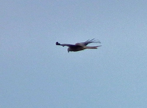 Red Kite over Keyworth Meadow