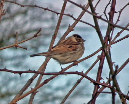 Photo of Reed Bunting