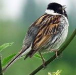 Photo of reedbunting