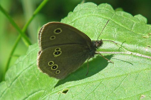 Ringlet