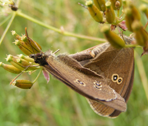 Ringlet butterflies