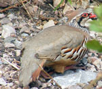 Photo of Red-legged Partridge