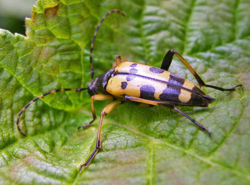 the bug rutpela maculata