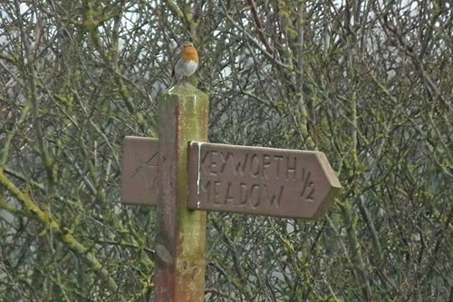 A Robin on a sign to Keyworth Meadow