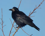 Photo of rook