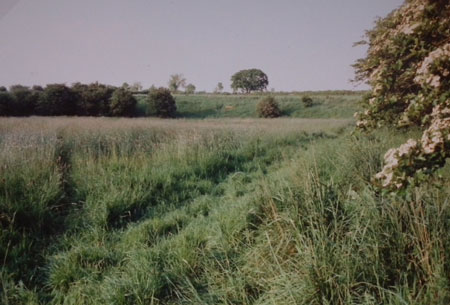 View of the meadow in May 1994
