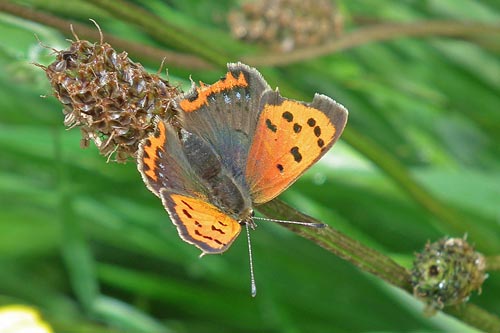 small copper butterfly