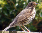 Photo of song thrush