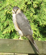 Image of Sparrowhawk