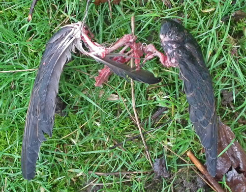 Remains of sparrowhawk kill