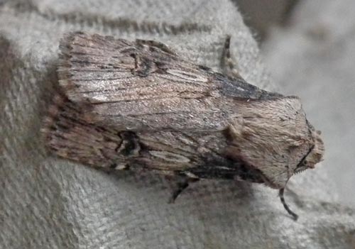 Shuttle-shaped Dart