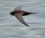 Photo of swift