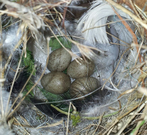 Tree Sparrow nest