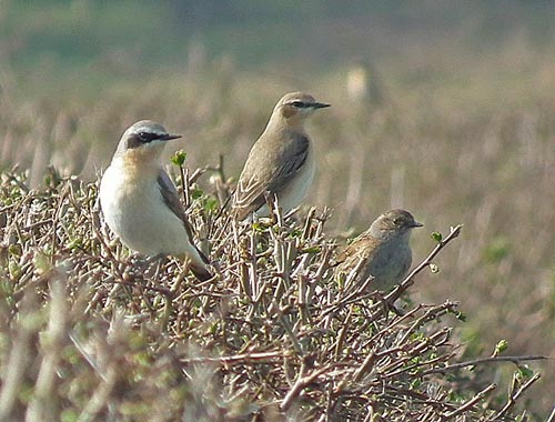 two wheatears and a dunnock on a hedge