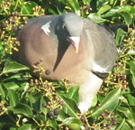 Photo of woodpigeon