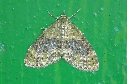 Yellow-barred Brindle