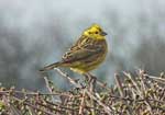 Photo of yellowhammer