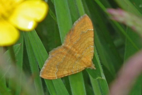 Yellow Shell